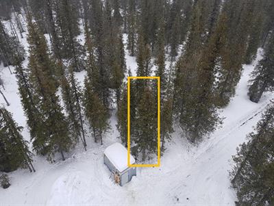 Emissions of volatile organic compounds from Norway spruce and potential atmospheric impacts